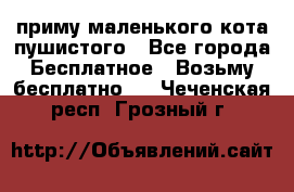 приму маленького кота пушистого - Все города Бесплатное » Возьму бесплатно   . Чеченская респ.,Грозный г.